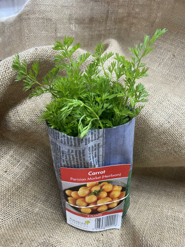 Carrot - Parisian Market